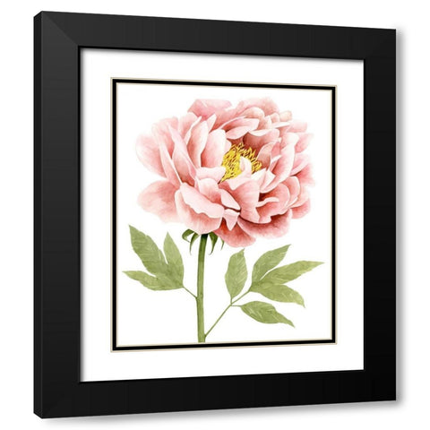 Watercolor Peony I Black Modern Wood Framed Art Print with Double Matting by Popp, Grace