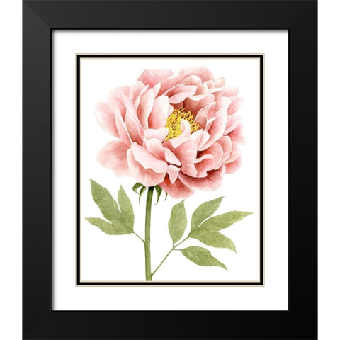 Watercolor Peony I Black Modern Wood Framed Art Print with Double Matting by Popp, Grace