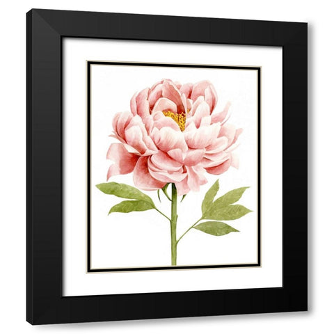 Watercolor Peony II Black Modern Wood Framed Art Print with Double Matting by Popp, Grace