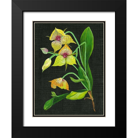 Telipogon Caulescens I Black Modern Wood Framed Art Print with Double Matting by Wang, Melissa