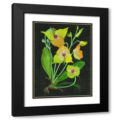 Telipogon Caulescens II Black Modern Wood Framed Art Print with Double Matting by Wang, Melissa