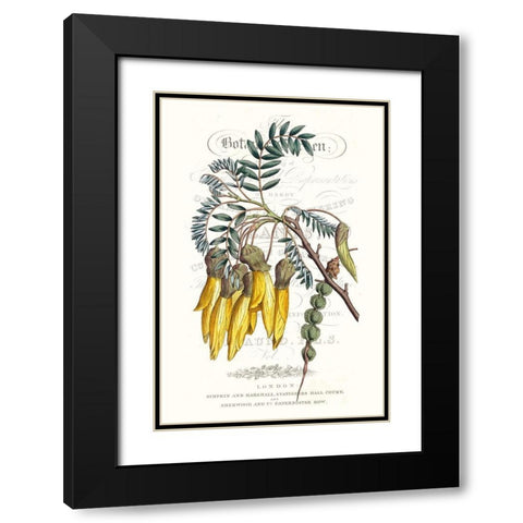 Flower Garden Varietals III Black Modern Wood Framed Art Print with Double Matting by Vision Studio