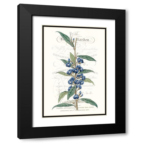 Flower Garden Varietals VI Black Modern Wood Framed Art Print with Double Matting by Vision Studio