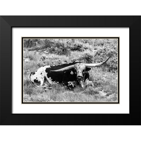 B and W Longhorn I Black Modern Wood Framed Art Print with Double Matting by Stockton, Tyler