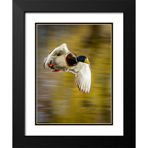 Mallard Flight I Black Modern Wood Framed Art Print with Double Matting by Stockton, Tyler