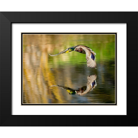 Mallard Flight III Black Modern Wood Framed Art Print with Double Matting by Stockton, Tyler