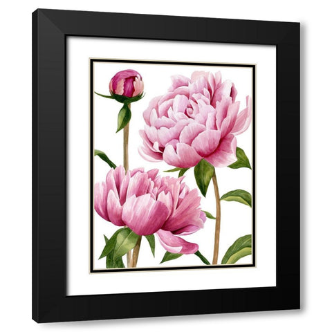 Winsome Peonies I Black Modern Wood Framed Art Print with Double Matting by Popp, Grace