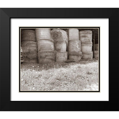 Sepia Farm Study V Black Modern Wood Framed Art Print with Double Matting by Ludwig, Alicia