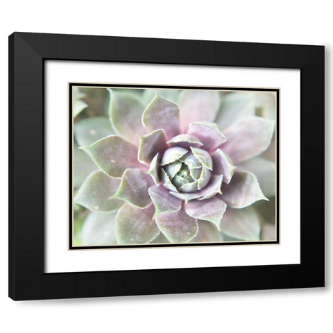 Succulent Glow II Black Modern Wood Framed Art Print with Double Matting by Johnson, Jason