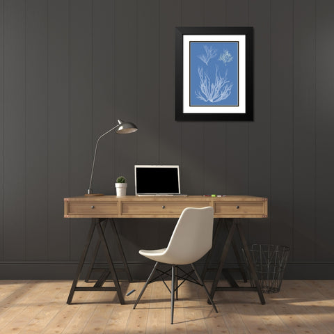 Seaweed Cyanotype I Black Modern Wood Framed Art Print with Double Matting by Vision Studio