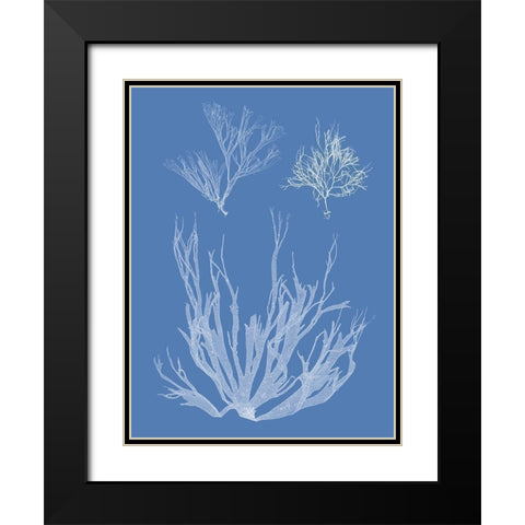 Seaweed Cyanotype I Black Modern Wood Framed Art Print with Double Matting by Vision Studio