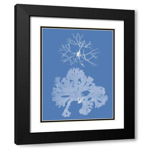 Seaweed Cyanotype III Black Modern Wood Framed Art Print with Double Matting by Vision Studio