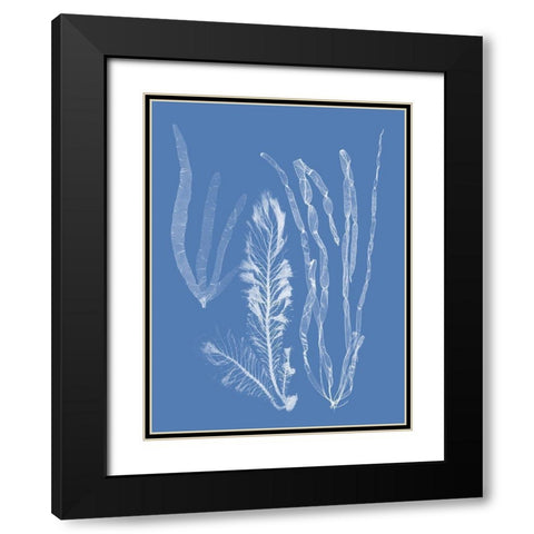 Seaweed Cyanotype IV Black Modern Wood Framed Art Print with Double Matting by Vision Studio