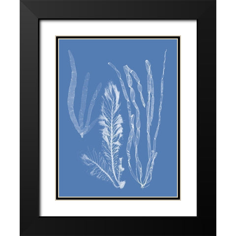 Seaweed Cyanotype IV Black Modern Wood Framed Art Print with Double Matting by Vision Studio