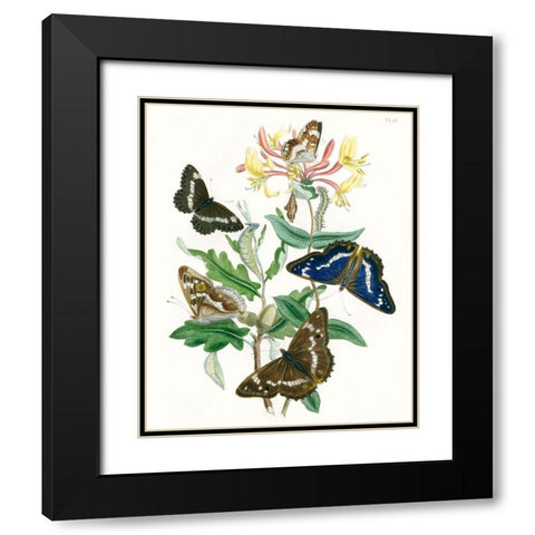 British Butterflies I Black Modern Wood Framed Art Print with Double Matting by Unknown
