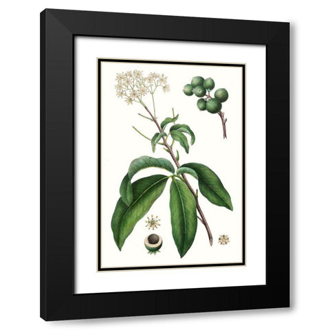 Foliage and Blooms II Black Modern Wood Framed Art Print with Double Matting by Nuttall, Thomas