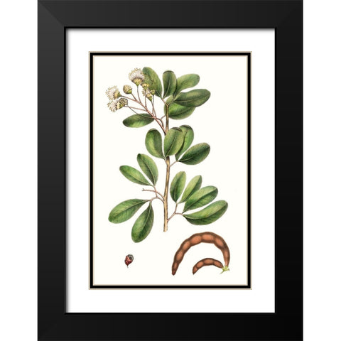Foliage and Blooms III Black Modern Wood Framed Art Print with Double Matting by Nuttall, Thomas
