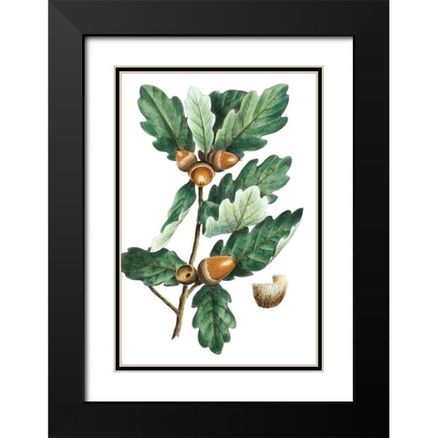 Douglas Oak Black Modern Wood Framed Art Print with Double Matting by Nuttall, Thomas
