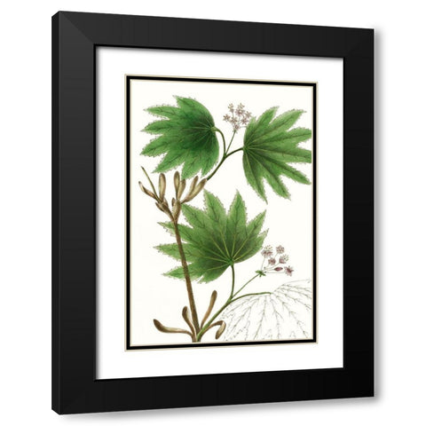 Broad Leafed Maple Black Modern Wood Framed Art Print with Double Matting by Nuttall, Thomas