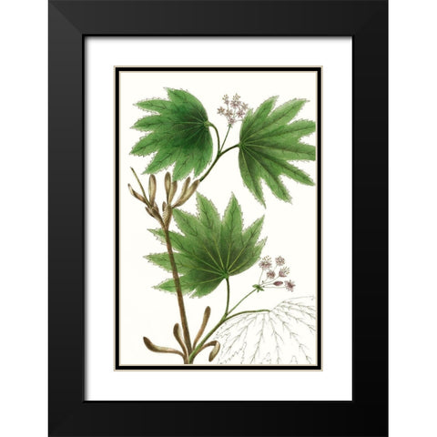 Broad Leafed Maple Black Modern Wood Framed Art Print with Double Matting by Nuttall, Thomas