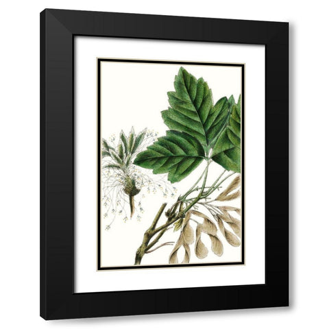 California Box Elder Black Modern Wood Framed Art Print with Double Matting by Nuttall, Thomas