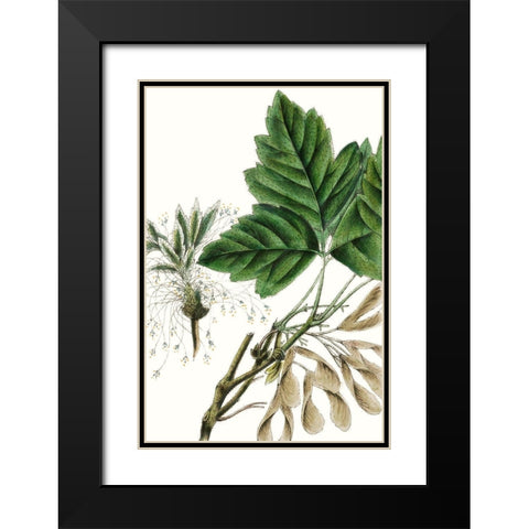 California Box Elder Black Modern Wood Framed Art Print with Double Matting by Nuttall, Thomas