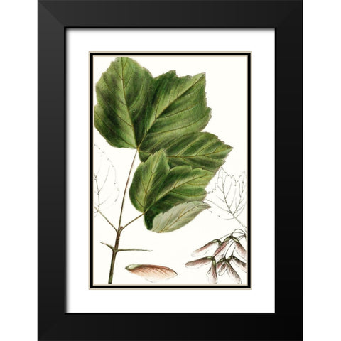 Drummonds Maple Black Modern Wood Framed Art Print with Double Matting by Nuttall, Thomas