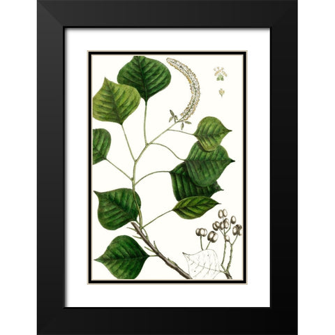 Tallow Tree Black Modern Wood Framed Art Print with Double Matting by Nuttall, Thomas