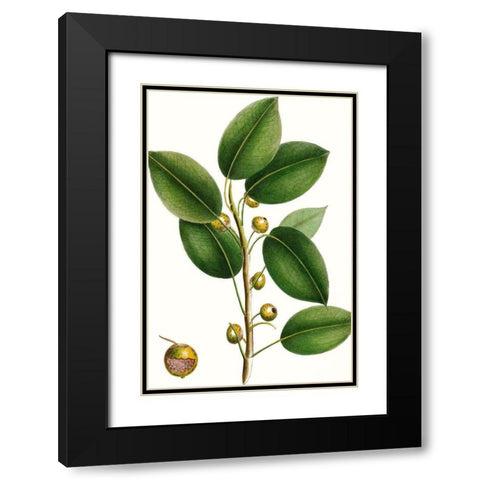 Cherry Fig Tree Black Modern Wood Framed Art Print with Double Matting by Nuttall, Thomas