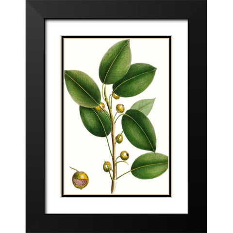 Cherry Fig Tree Black Modern Wood Framed Art Print with Double Matting by Nuttall, Thomas