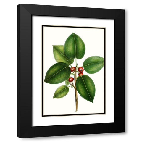 Short leaved Fig Tree Black Modern Wood Framed Art Print with Double Matting by Nuttall, Thomas