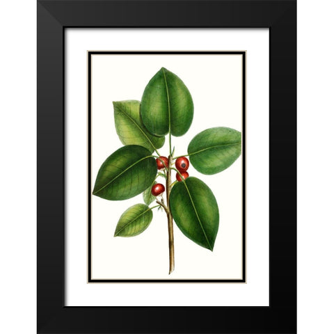 Short leaved Fig Tree Black Modern Wood Framed Art Print with Double Matting by Nuttall, Thomas