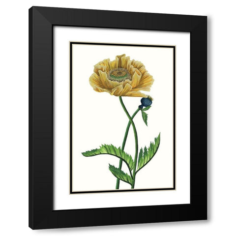 Poppy Flower I Black Modern Wood Framed Art Print with Double Matting by Wang, Melissa