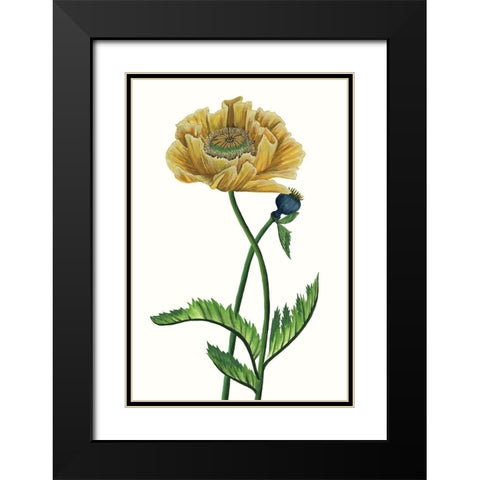 Poppy Flower I Black Modern Wood Framed Art Print with Double Matting by Wang, Melissa