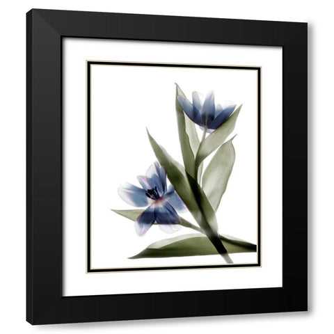 Xray Tulip VI Black Modern Wood Framed Art Print with Double Matting by Stalus, Judy