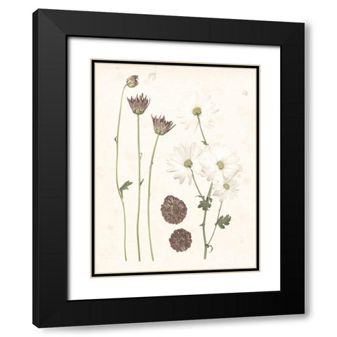 Pressed Blooms IV Black Modern Wood Framed Art Print with Double Matting by Popp, Grace