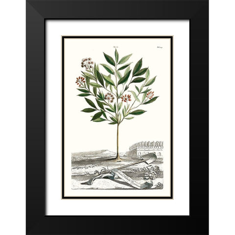 Munting Garden Varieties III Black Modern Wood Framed Art Print with Double Matting by Munting, Abraham