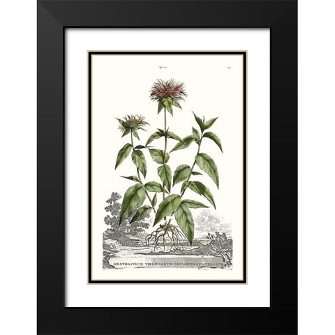 Munting Garden Varieties IV Black Modern Wood Framed Art Print with Double Matting by Munting, Abraham