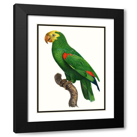 Parrot of the Tropics III Black Modern Wood Framed Art Print with Double Matting by Barraband