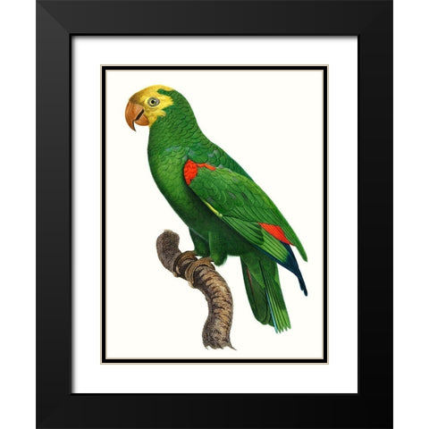 Parrot of the Tropics III Black Modern Wood Framed Art Print with Double Matting by Barraband