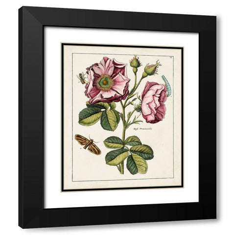 Pink Rose Black Modern Wood Framed Art Print with Double Matting by Unknown