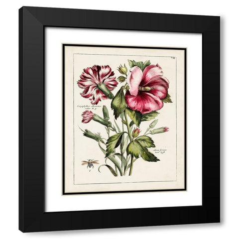 Pink Hibiscus Black Modern Wood Framed Art Print with Double Matting by Unknown