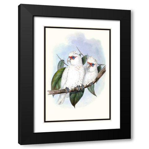 Pastel Parrots IV Black Modern Wood Framed Art Print with Double Matting by Gould, John