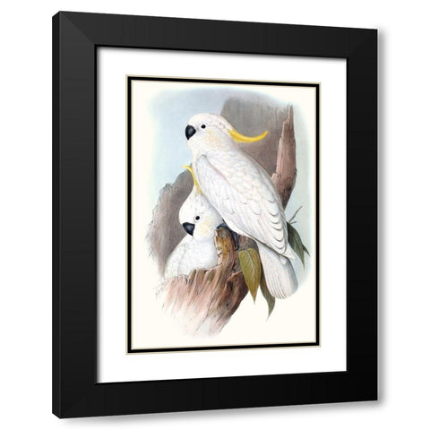 Pastel Parrots V Black Modern Wood Framed Art Print with Double Matting by Gould, John
