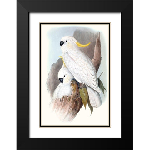 Pastel Parrots V Black Modern Wood Framed Art Print with Double Matting by Gould, John