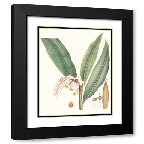 Soft Tropical II Black Modern Wood Framed Art Print with Double Matting by Smith, George