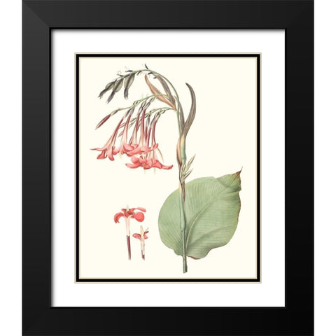 Soft Tropical III Black Modern Wood Framed Art Print with Double Matting by Smith, George