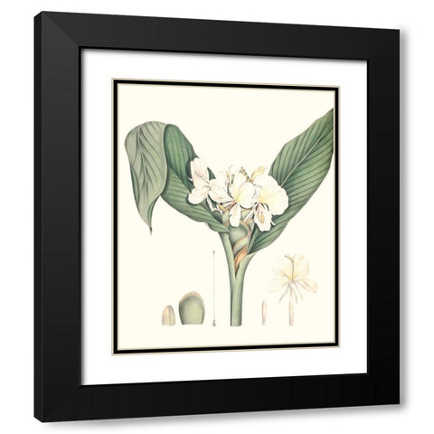 Soft Tropical V Black Modern Wood Framed Art Print with Double Matting by Smith, George