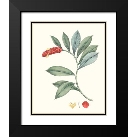 Soft Tropical VI Black Modern Wood Framed Art Print with Double Matting by Smith, George