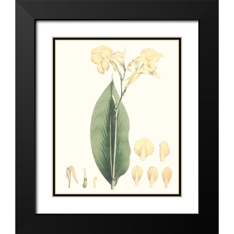 Soft Tropical VII Black Modern Wood Framed Art Print with Double Matting by Smith, George